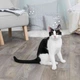 Мыльные пузыри Trixie с кошачьей мятой для кошек 120 мл (4011905424255) - изображение 3