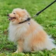 Ошейник для собак кожаный WAUDOG Soft с QR паспортом, круглый, Д 6 мм, Длин 17-20 см черный - изображение 1