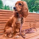 Поводок для собак WAUDOG Re-cotton из восстановленного хлопка 500 см 25 мм Фиолетовый (40179) - изображение 10