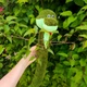 Змея кавалер мягкая вязаная плюшевая игрушка 62 см сувенир подарок hand made - изображение 6