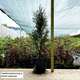 Саджанці Туї західної Смарагд Варієгата (Thuja occidentalis Smaragd Variegata) Р9 - зображення 2
