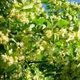 Саженцы Липы крупнолистной (Tilia platyphyllos) - изображение 3