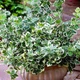 Саженцы Бересклета Форчуна Эмеральд Гаети (Euonymus fortunei Emerald Gaiety) Р9 - изображение 1