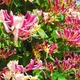 Саджанці Жимолості капріфоль (Lonicera caprifolium) Р9 - зображення 2