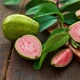 Саджанці гуави звичайної, гуаява (Psidium Guajava) - великоплідна, вітамінна - зображення 1