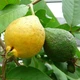 Саджанці гуави звичайної, гуаява (Psidium Guajava) - великоплідна, вітамінна - зображення 3