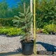 Саженцы Ели колючей голубой Маджестик Блю (Picea pungens Glauca Majestic Blue) 3-х летняя С3 - изображение 2