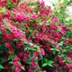 Саженцы Вейгелы флорида Бристол Руби (Weigela florida Bristol Ruby) Р9 - изображение 1