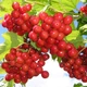 Саджанці калини червоної Садова 1 (Vibumum opulus) - рання, червона, крупноплідна - зображення 1