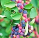 Саженцы Ирги канадской Ламарка (Amelanchier Lamarckii) - изображение 2