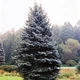 Саджанці Ялини колючої Роял Блу (Picea pungens 'Royal Blue') Р9 - зображення 2