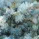 Саджанці Ялини колючої Роял Блу (Picea pungens 'Royal Blue') Р9 - зображення 3