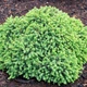 Саженцы Ели канадской Эхиниформис (Picea glauca Echiniformis) Р9 - изображение 2