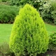 Саженцы Туи восточной Ауреа Нана&nbsp;(Thuja&nbsp; orientalis Aurea Nana) Р9 - изображение 1
