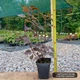 Саженцы Пузыреплодник калинолистный Леди ин Рэд (Physocarpus opulifolius Lady in Red) Р9 - изображение 2