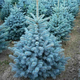 Саженцы Ели колючей голубой Санта Фе (Picea pungens Santa Fe) Р9 - изображение 1