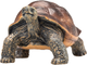 Фігурка Mojo Animal Planet Giant Tortoise Large 3.5 см (5031923872592) - зображення 2