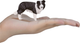 Figurka Mojo Farm Life Border Collie 5 cm (5031923872035) - obraz 6