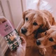 Печиво для собак Beco Pets Кеш'ю з гарбузовим насінням і морквою 70 г (рослинний білок) (BFTR-CASHE) - зображення 4
