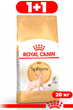 Сухий корм для котів Royal Canin Sphynx Adult породи сфінкс від 12 місяців 20 кг - зображення 1