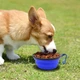 Складна дорожня миска для собак та котів Pet Bowl партитивна силіконова миска з карабіном для води та корму 350 мл, синій (86709047) - зображення 2