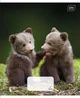 Набір зошитів учнівських Interdruk Premium Wild Collection 4 , 20шт, формат А5+ 12 аркушів клітинка(354419) - изображение 3