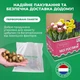 Луковицы Оксалис (кислица) Triangularis ssp. Papilionacea Садовая (249006) - изображение 3
