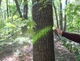 Флуоресцентна аерозольна фарба для маркування лісу Biodur Forest Marking Spray (зелена) - зображення 2