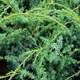 Саженцы Можжевельника китайского Блю Альпс (Juniperus chinensis Blue Alps) Р9 - изображение 11