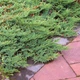 Саженцы Можжевельника горизонтального Вилтони&nbsp;(Juniperus horizontalis Wiltonii) Р9 - изображение 6