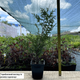 Саженцы Туи западной Брабант (Thuja occidentalis Brabant) Р9 - изображение 8