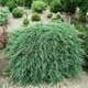 Саженцы Можжевельника горизонтального Вилтони&nbsp;(Juniperus horizontalis Wiltonii) Р9 - изображение 7