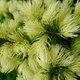 Саженцы Ели канадской Дейзи Уайт (Picea glauca Daisy's White) Р9 - изображение 7