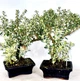 Бонсай Серісса японська Bonsai Serissa, высота 35-40см, керамічний горщик - изображение 2