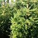 Саджанці Ялини звичайної, європейська (Picea abies, excelsa) Р9 - зображення 4
