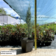 Саженцы Можжевельника скального Мунглоу (Juniperus scopulorum Moonglow) Р9 - изображение 2