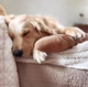 Поисковая игрушка для собак Baguette Lambwolf - изображение 3