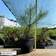 Саженцы сосны чёрной (Австрийской), (Pinus Nigra Austriaca) Р9 - изображение 2