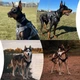Шлея-жилет OneTigris Fire Watcher Dog Harness 2.0 для собак Чорний XL (161297) - зображення 5