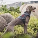 Шлея-жилет OneTigris Fire Watcher Dog Harness 2.0 для собак Чорний XL (161297) - зображення 8