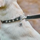 Ошейник для собак кожаный WAUDOG Soft с QR паспортом, с шипами, Ш 35 мм, Длинна 46-60 см черный - изображение 3