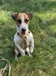 Анатомическая шлейка для собак Wolters Professional S 30-40 см / 10 мм Желтый (30176) - изображение 5