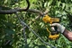 Ножницы садовые - аккумуляторный секатор DeWalt с АКБ и ЗУ DCMPP568P1 - изображение 7