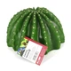 Декорація печера кактус Hobby Cactus Home 3 17,5x17x10,8см (36243) - зображення 4