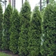 Саженцы Туи западной Холмструп (Thuja occidentalis Holmstrup) Р9 - изображение 2