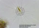 Микроскоп Bresser Trino Researcher 40x-1000x (5723100) 4755192 - изображение 8