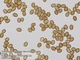 Микроскоп Bresser Trino Researcher 40x-1000x (5723100) 4755192 - изображение 9