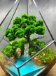 Флорариум Бонсай возле реки в капле с водопадом 33×24 см - изображение 2
