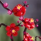 Конструктор LEGO Botanicals Сливовый цвет 327 деталей (10369) - изображение 6