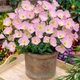 Енотера вишукана 'Silky Orchid Pink', контейнер 0,5л. Відправка в березні - квітні - зображення 1